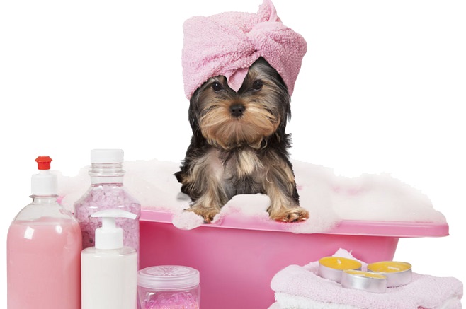How Should Pet Care Be?