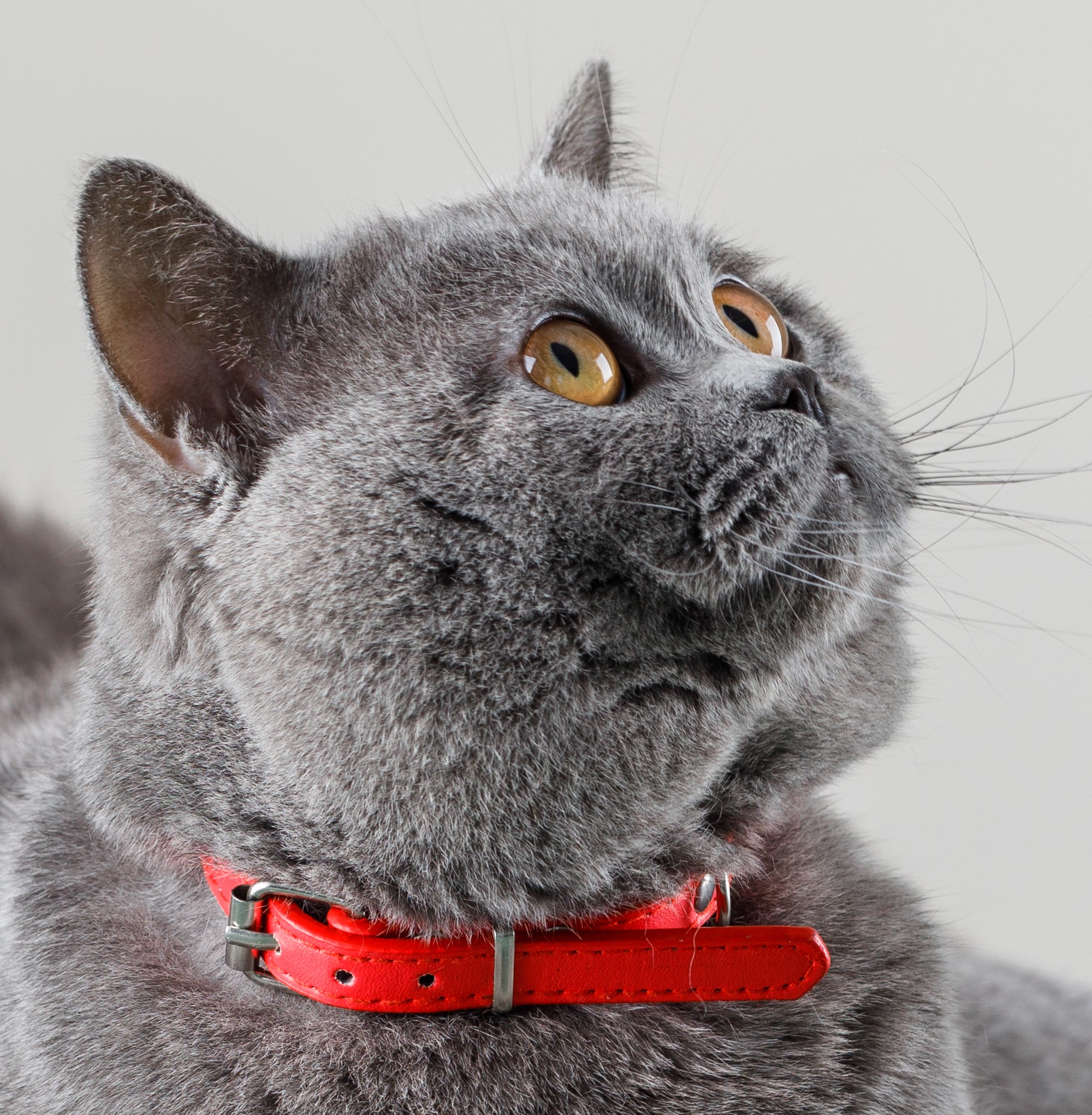 For My Cat