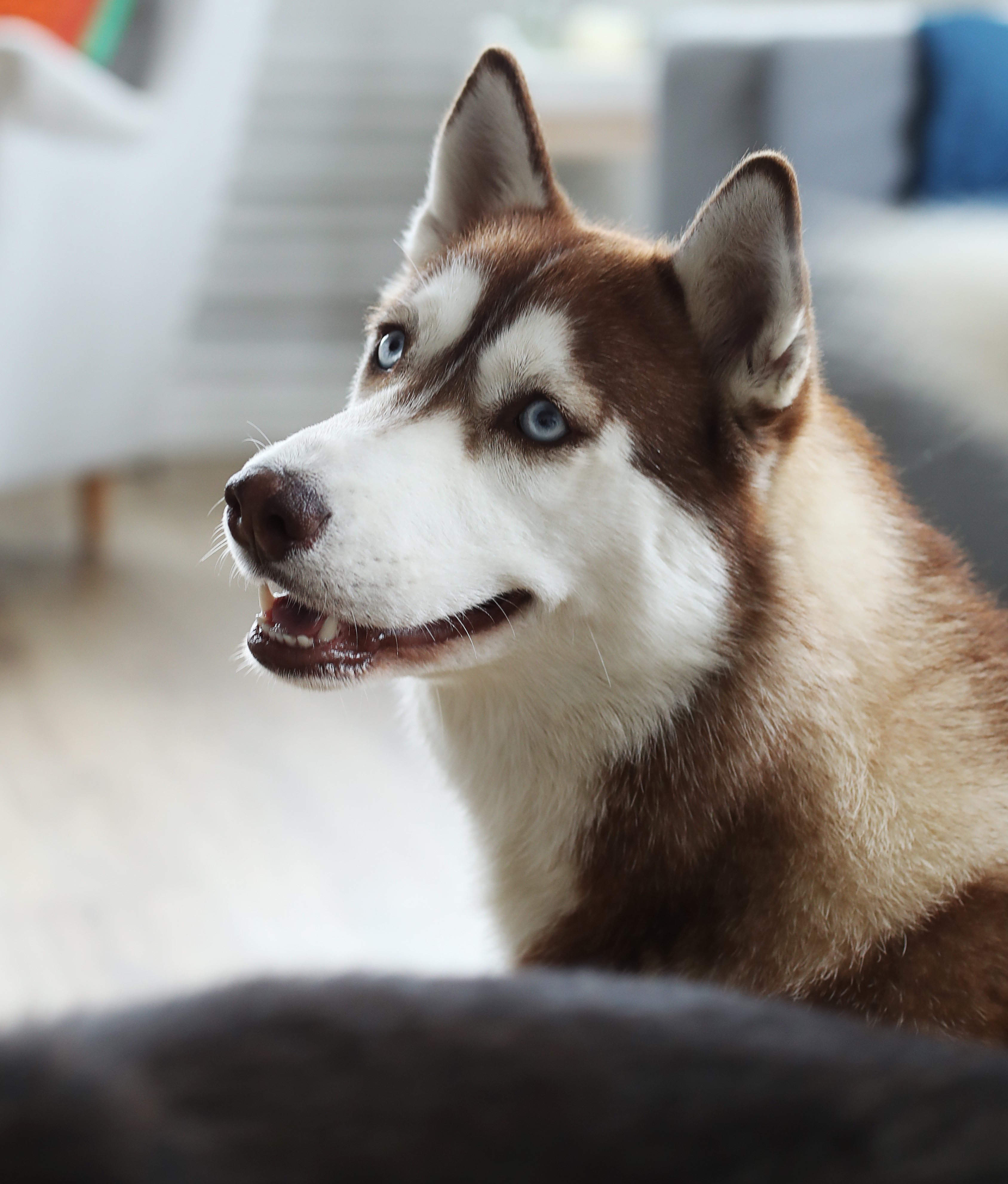 For My Dog